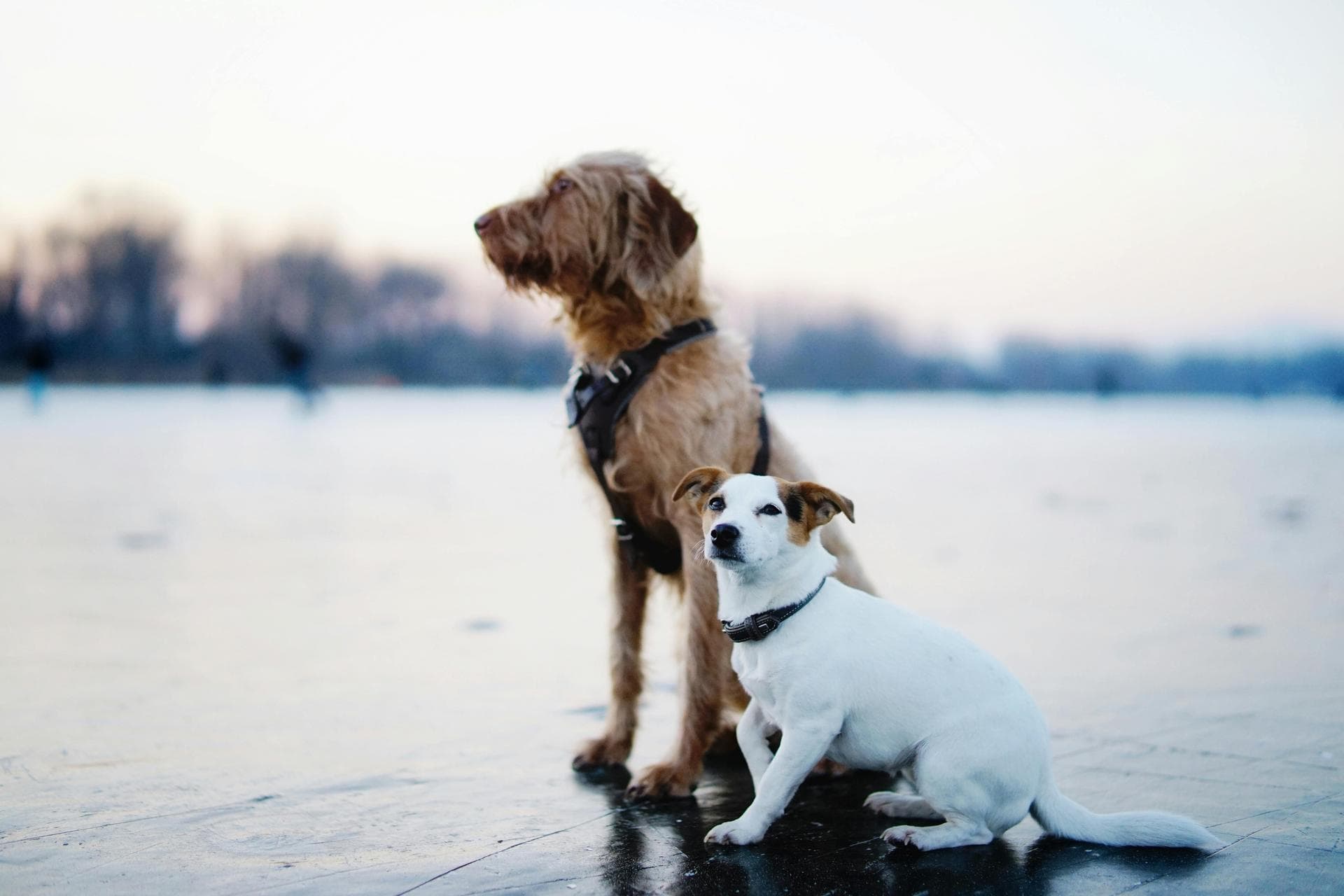 Dog & Cat Vets in Huntsville